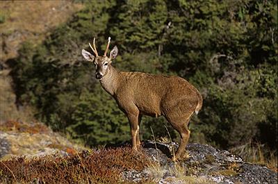 Reserva Nacional Tamango