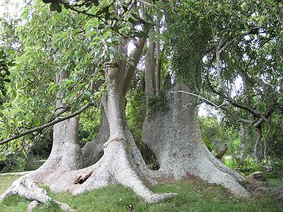 Monte de los Ombúes