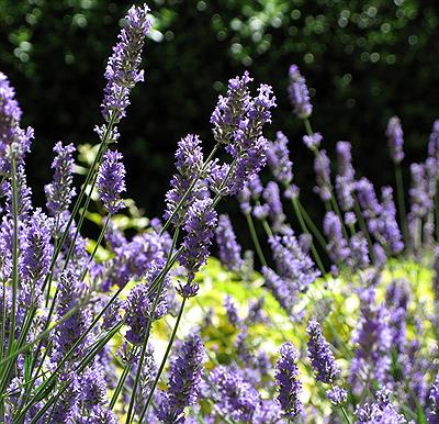 Lavanda de las sierras
