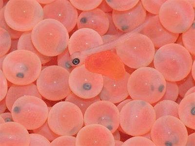 Estación de piscicultura