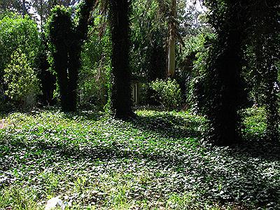 Bosque Peralta Ramos