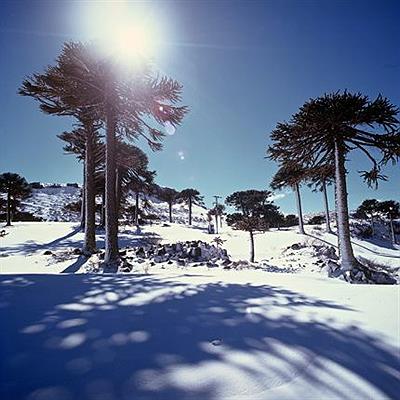 Araucarias en invierno - Caviahue