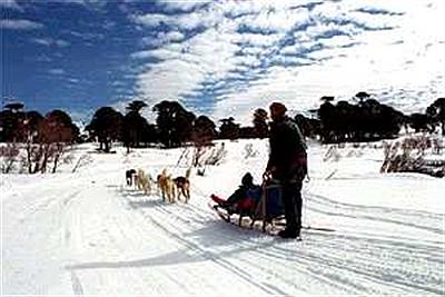 Excursion con perros siberianos
