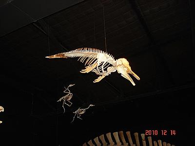 Museo Paleontologico