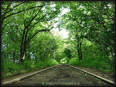 Tunel  de Arboles