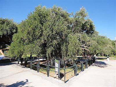 OLIVO PLANTADO EN SIGLO XVII
