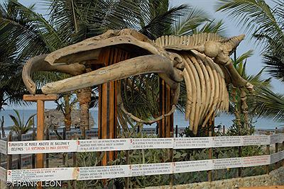 Museo de Ballenas