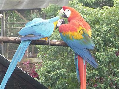 Parque Real de Aves Exóticas