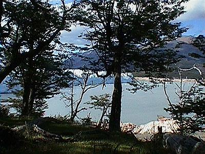 Glaciar Perito Moreno - Bosques