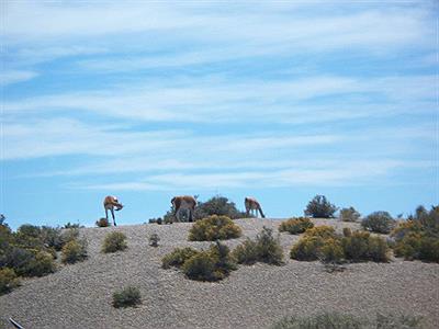 GUANACOS EN PUNTA TOMBO