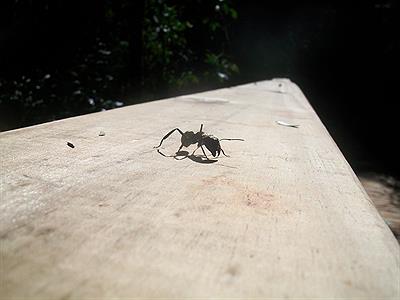 Las hormigas de misiones