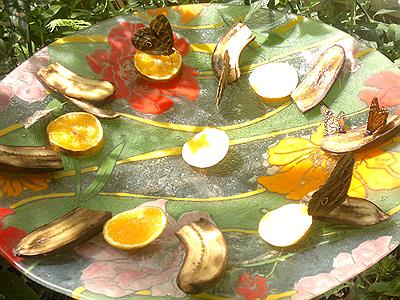 Cruz de Santa ana mariposario