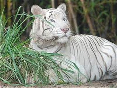 Zoológico de Barranquilla