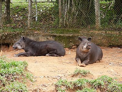 Centro Experimental Amazónico
