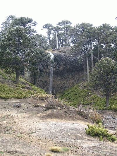Araucarias