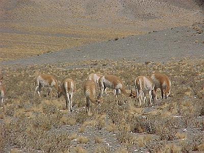 Vicuñas