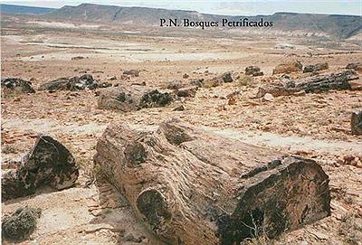 Bosque Petrificado
