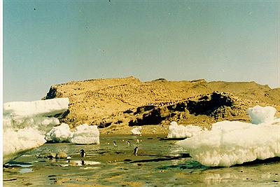Isla Marambio - Pinguinera
