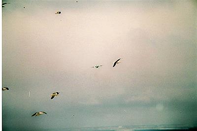 Vuelo de Gaviotas y un Hércules