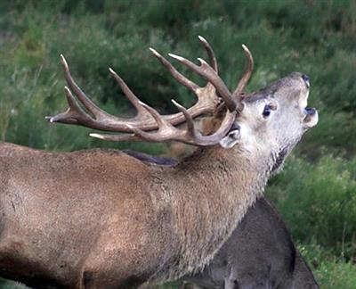 Reserva Provincial Parque Luro