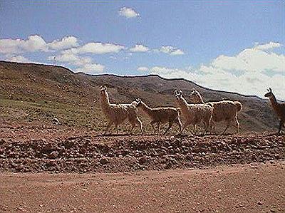Llamas en las afueras de la ciudad