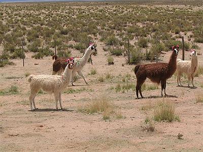 Llamas