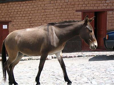 BURRO en Iruya