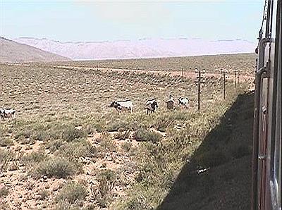 Cruce de ganado sobre las vías