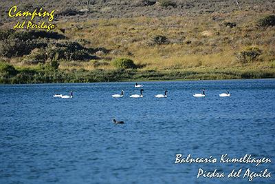 Lago Pichi Picun Leufu