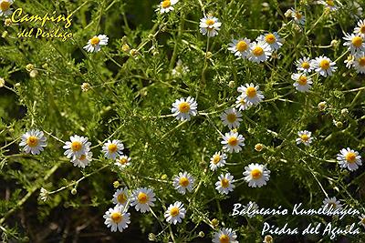 Lago Pichi Picun Leufu