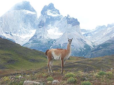 guanaco con fondo de las Torres del Paine