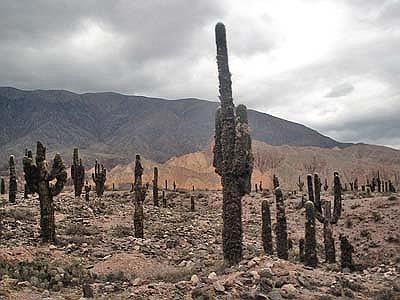 ANTIGAL DE HORNILLOS
