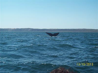 avistaje ballenas pto madryn