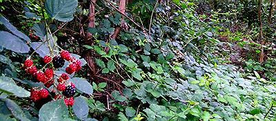 Vegetación subiendo por ¨El Chorrito¨