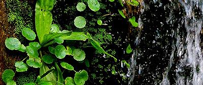 Vegetación subiendo por ¨El Chorrito¨