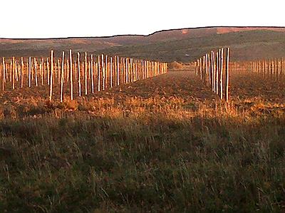 Viñedo en Los Altares