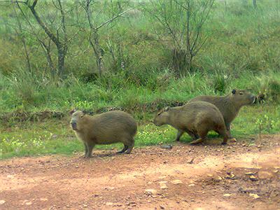 Familia de Carpinchos
