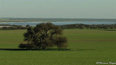 Caldén el árbol de La Pampa