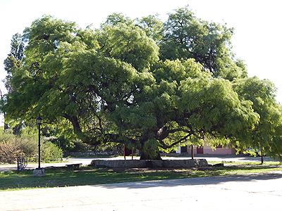 Antiguo algarrobo de Luyaba