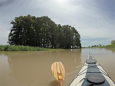 Albardón de cipreses
