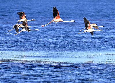 Flamencos en el Nihuil. Mendoza.