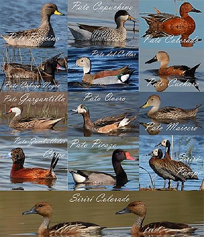 Aves del Partido de Saavedra