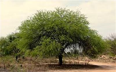 Parque Nacional Copo