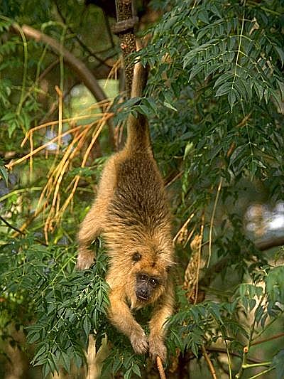 Parque Nacional Chaco
