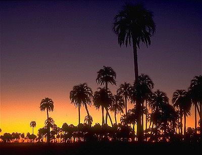 Parque Nacional El Palmar