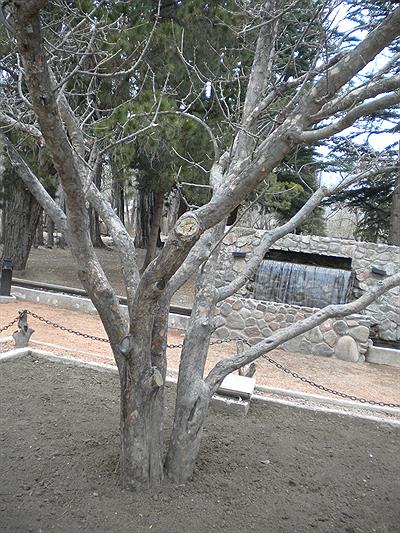 Manzano Histórico, retoño