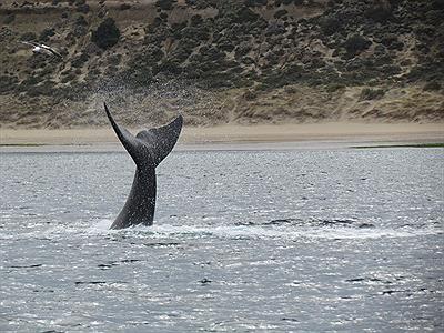 Avistaje de Ballenas