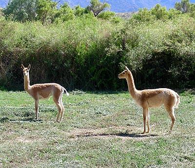 Criadero de vicuñas Coquena