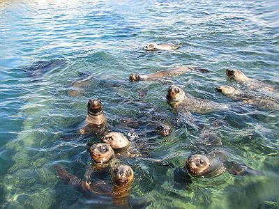 Parque Nacional Islote Lobos