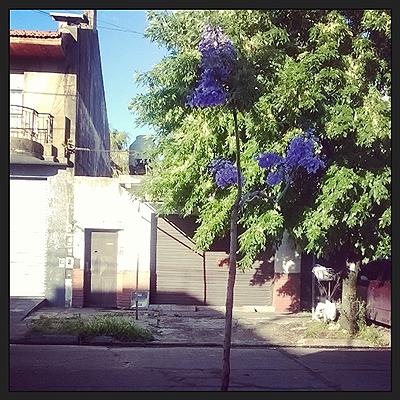 Mi Jacarandá en la puerta de casa. Gerli Avellaneda